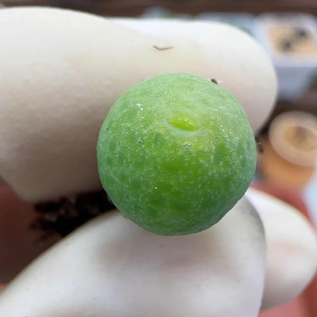 522恐龙蛋福利福利