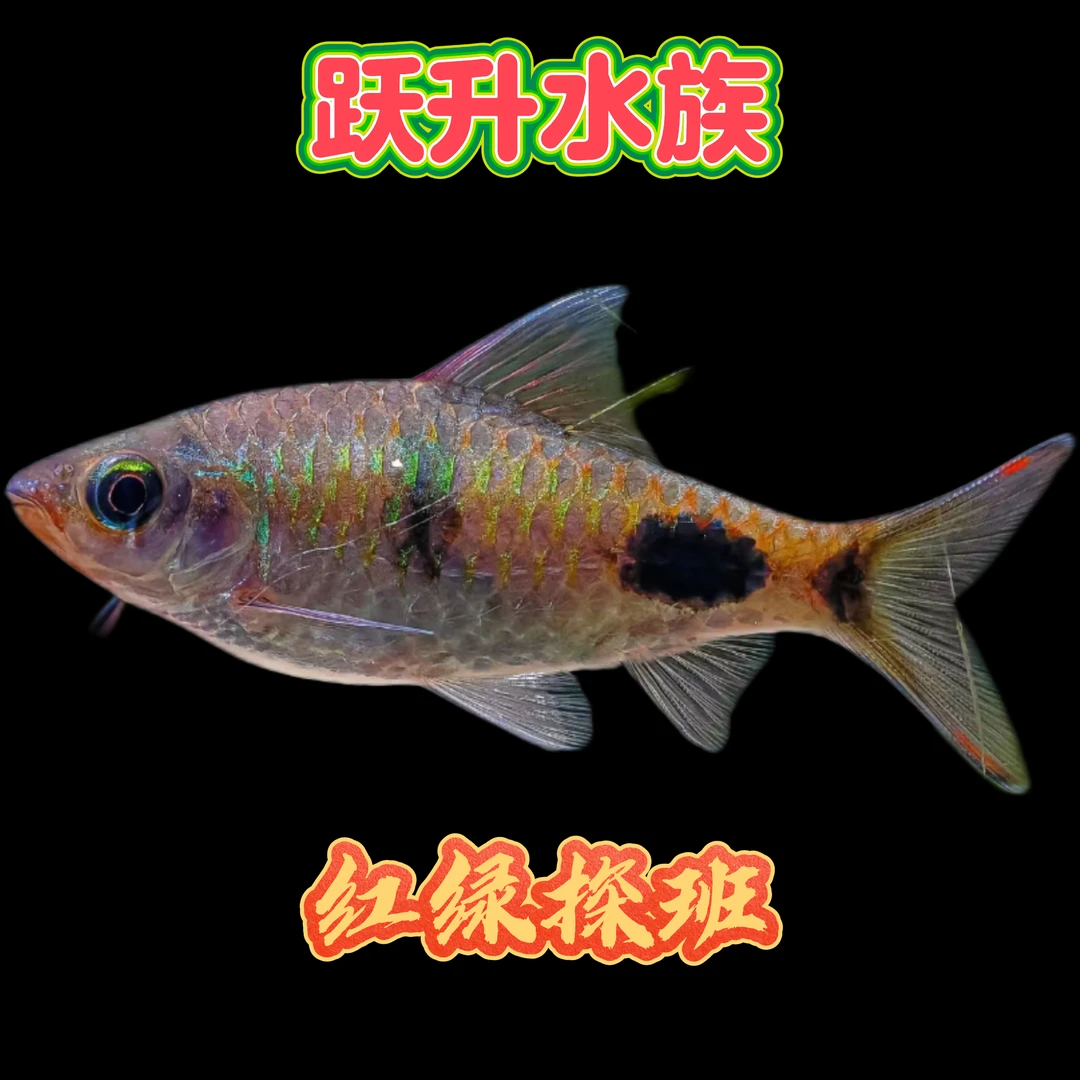 红绿探班鲫热带淡水观赏鱼活体好养耐活