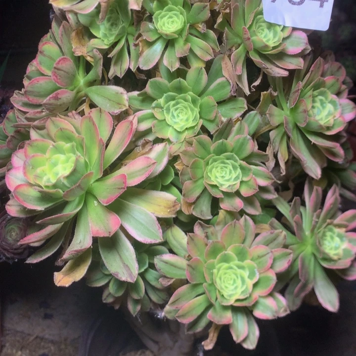 984艳日伞多肉植物