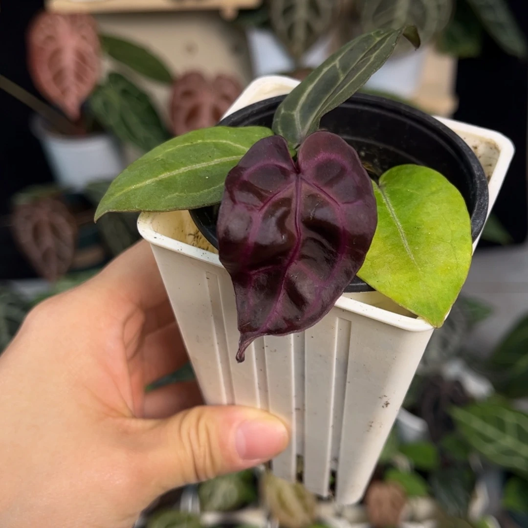 无花朵003 紫水晶