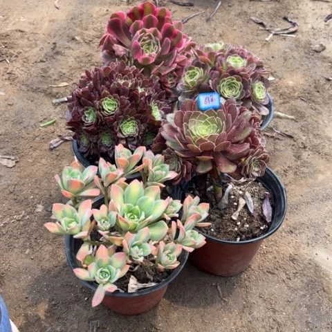 618多肉植物组合