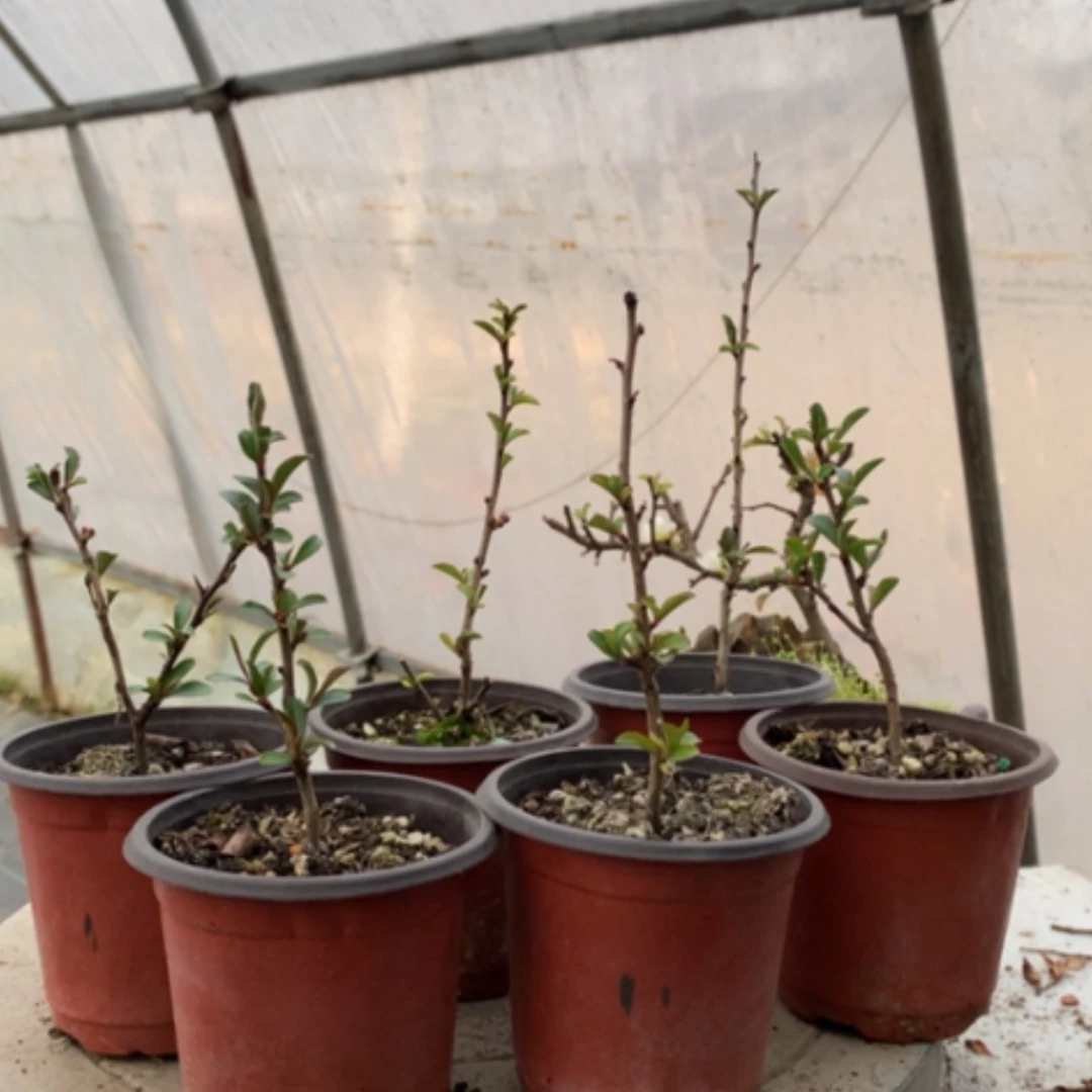 【闪购商品】彩*，原生牙签