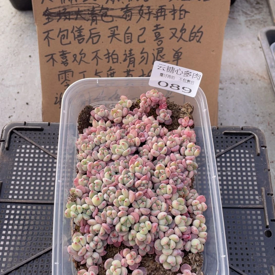 云糖心多肉植物89