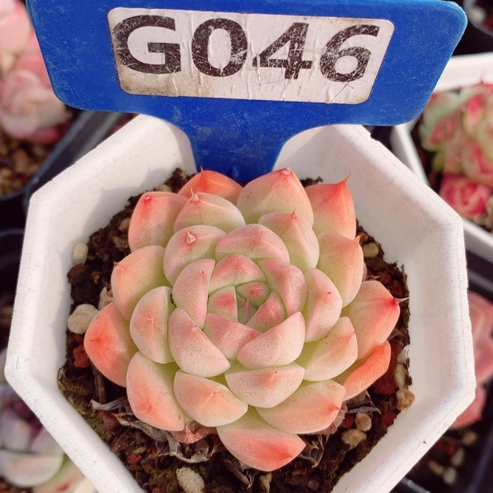 新年福利多肉5.5cm