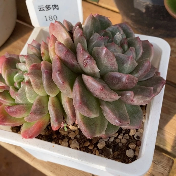 D180- 直播福利 格拉姆琳石化