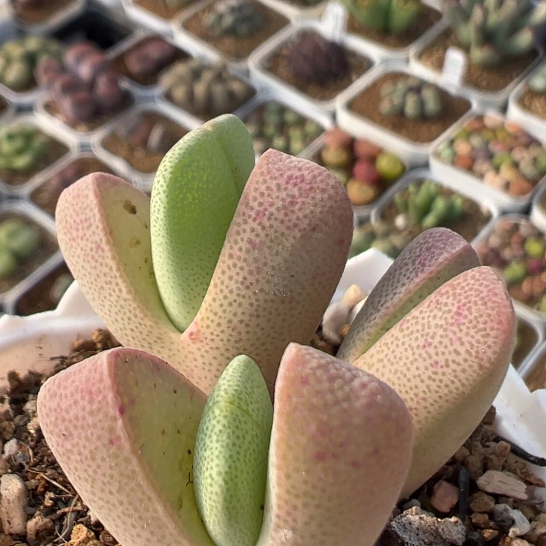 70多肉植物百科植物