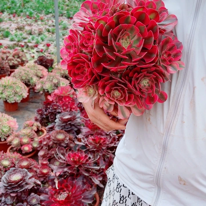 二加伦粉女郎多肉法师