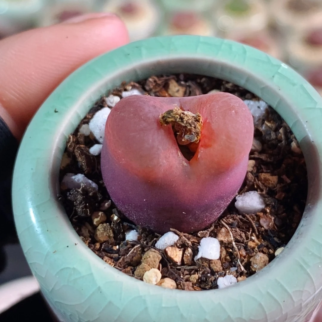 3370-一物一拍 带盆