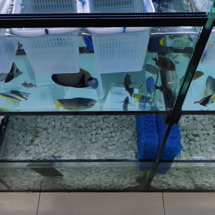 海水鱼两个粉蓝一个篮圈