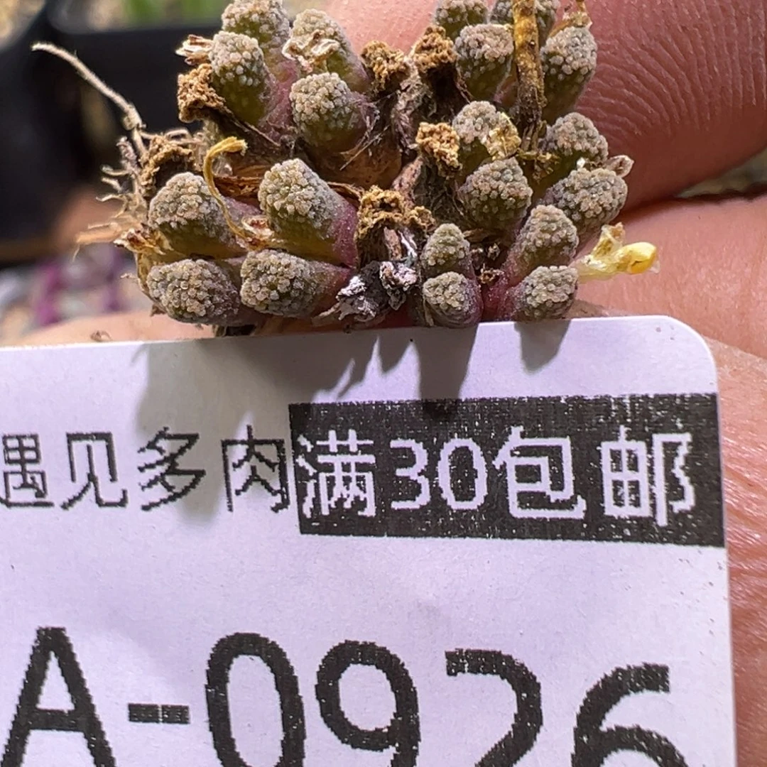 多肉植物111111111111111