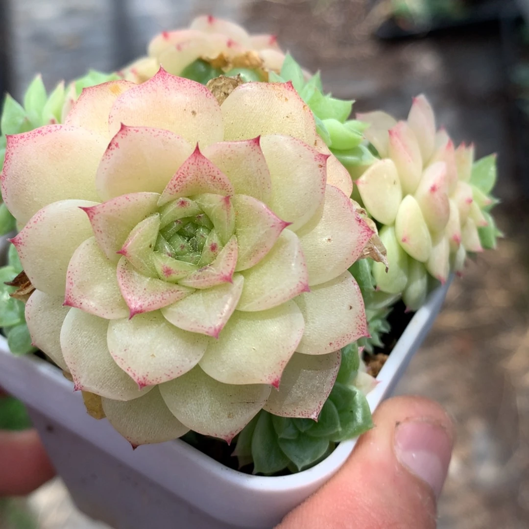 0606-109 麦杆优选