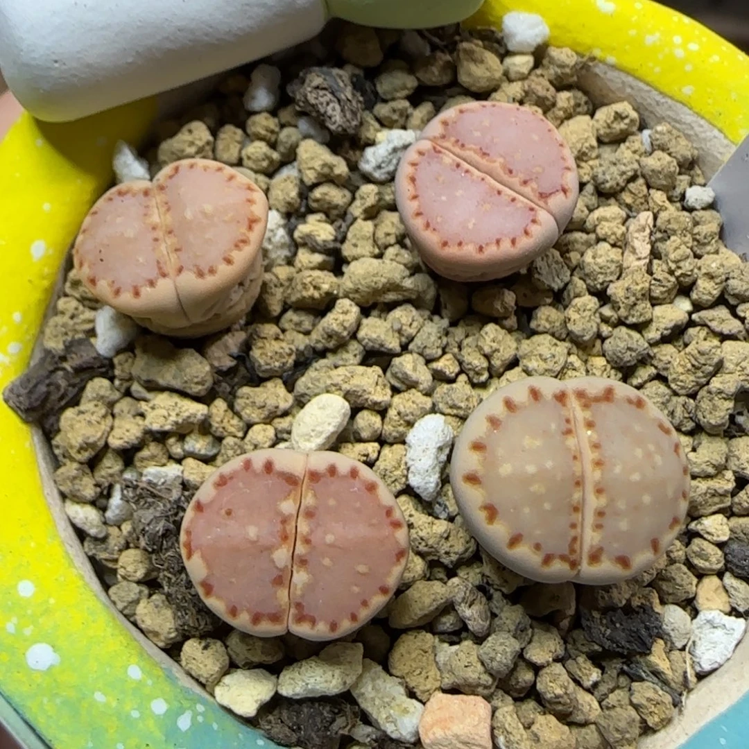 12.3 .16210.13饼干.9002一盆