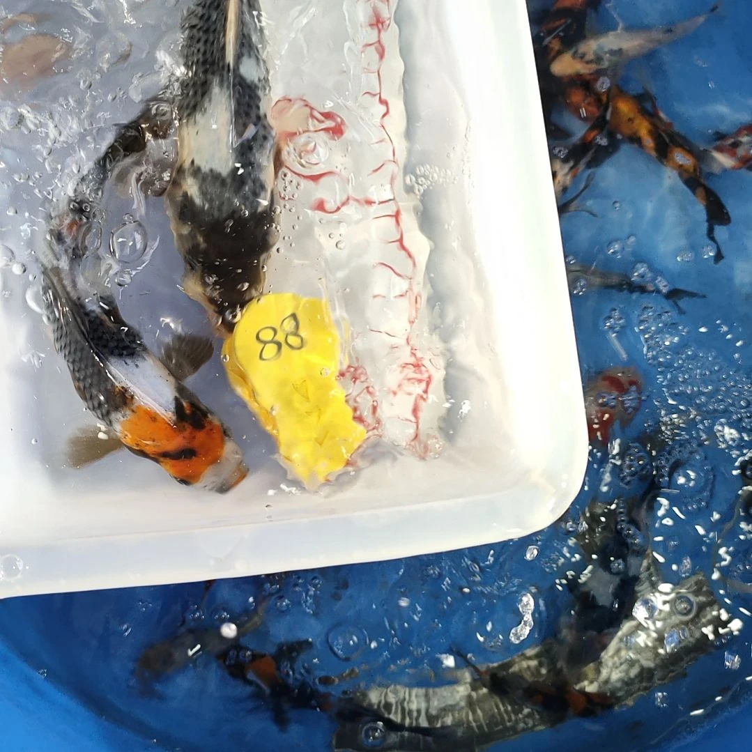 锦鲤红白大正昭和菲血白写