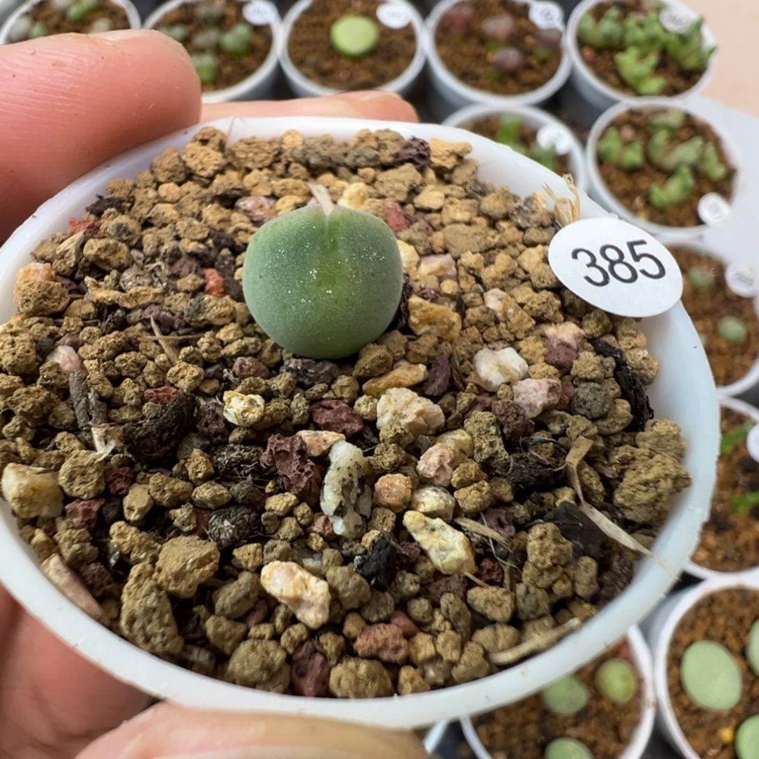 空蝉一颗带盆土33850000