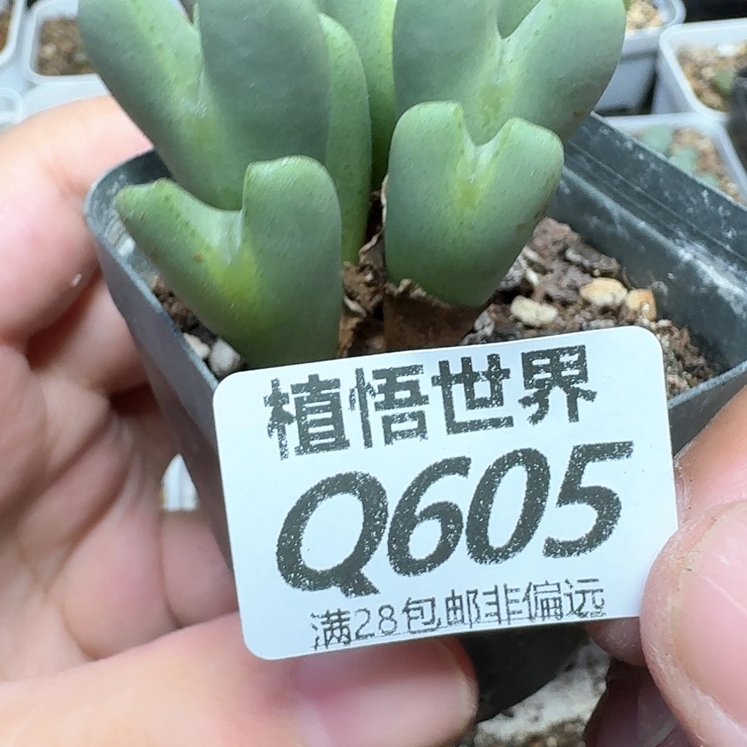 多肉植物的润泽吃f