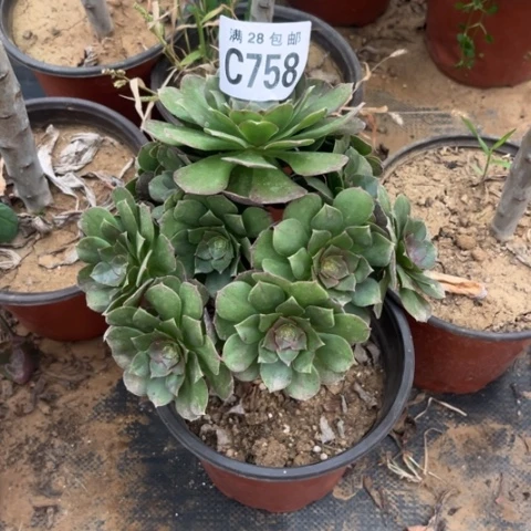 758万圣节不包断枝