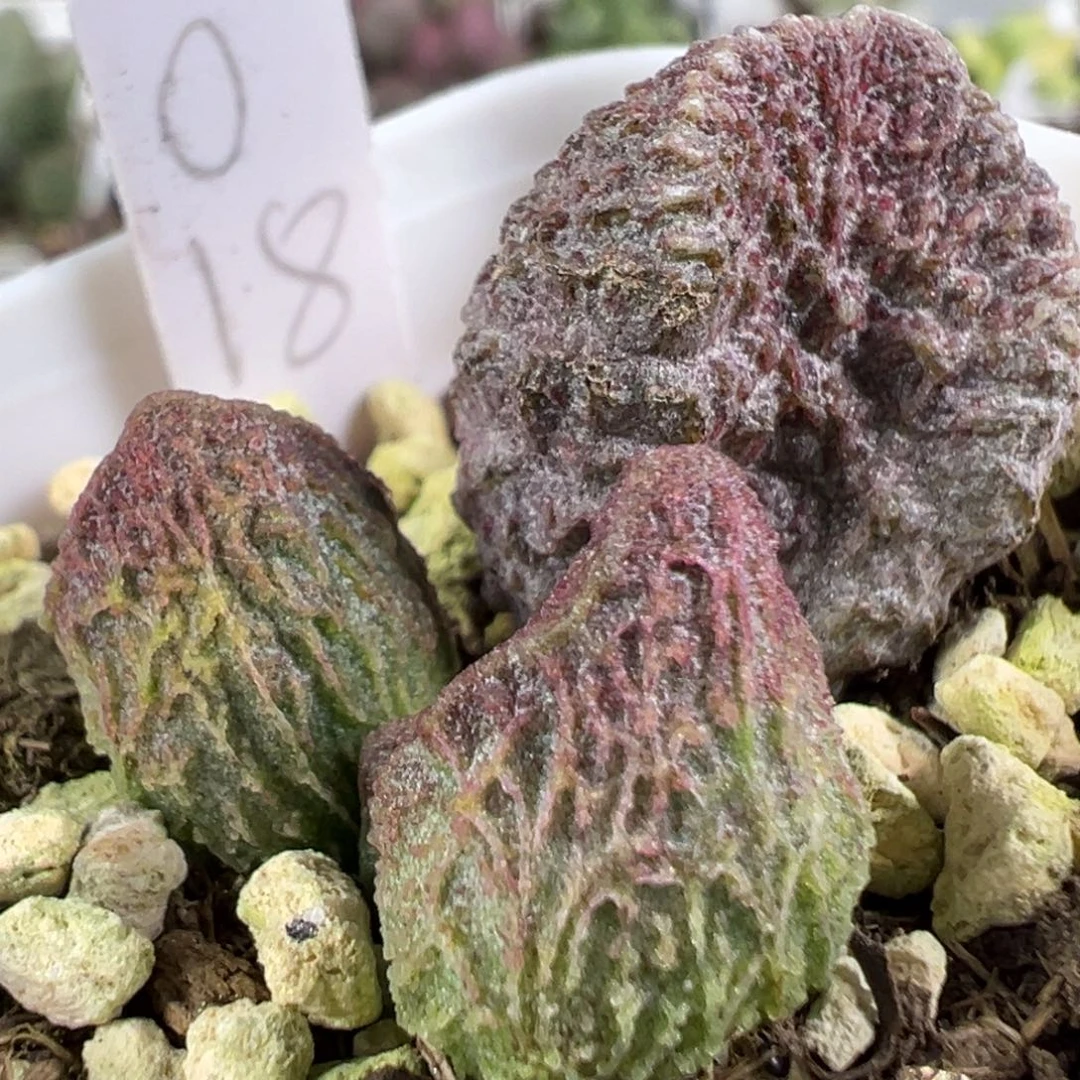 w竖长条冰晶纹款实生新品