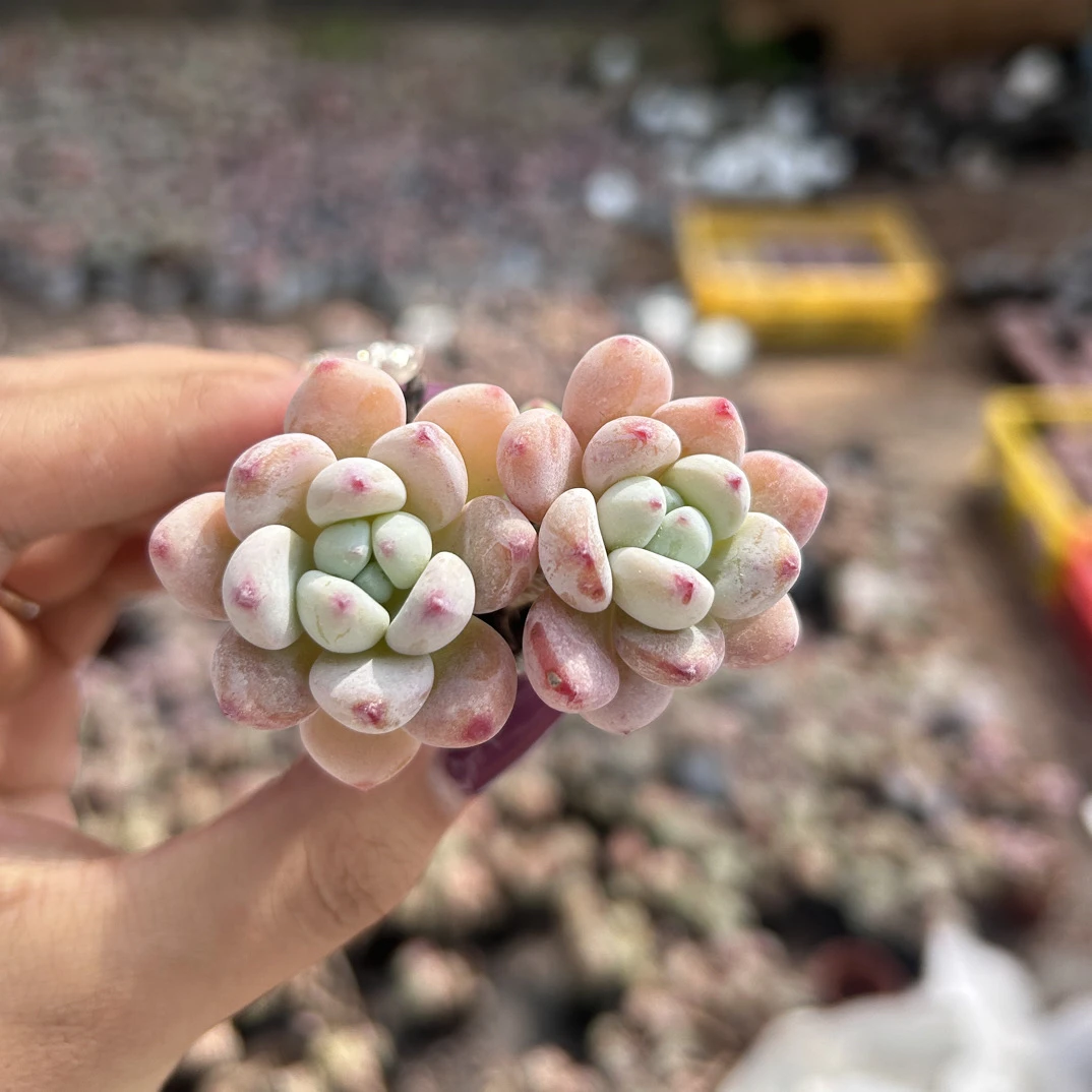 多肉 雪花罗琦 双头起 穴盘苗