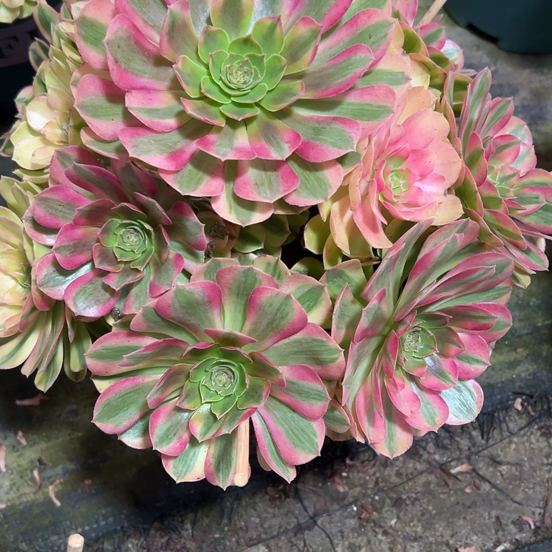 192雨荷多肉植物法师