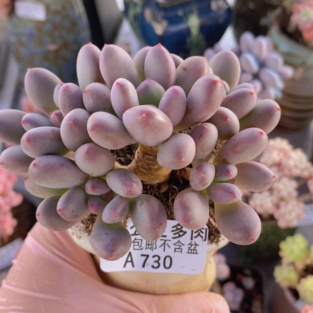 仙子奶8cm730多肉植物