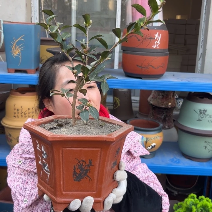 25红清雅六方花盆