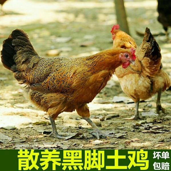【老母鸡➕童子鸡组合】农家散养2年肉质鲜美煲汤佳选跑山鸡月子鸡