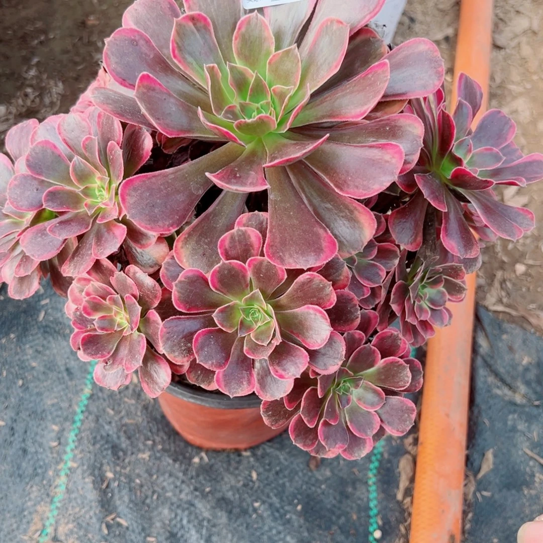 265爱神多肉植物法师