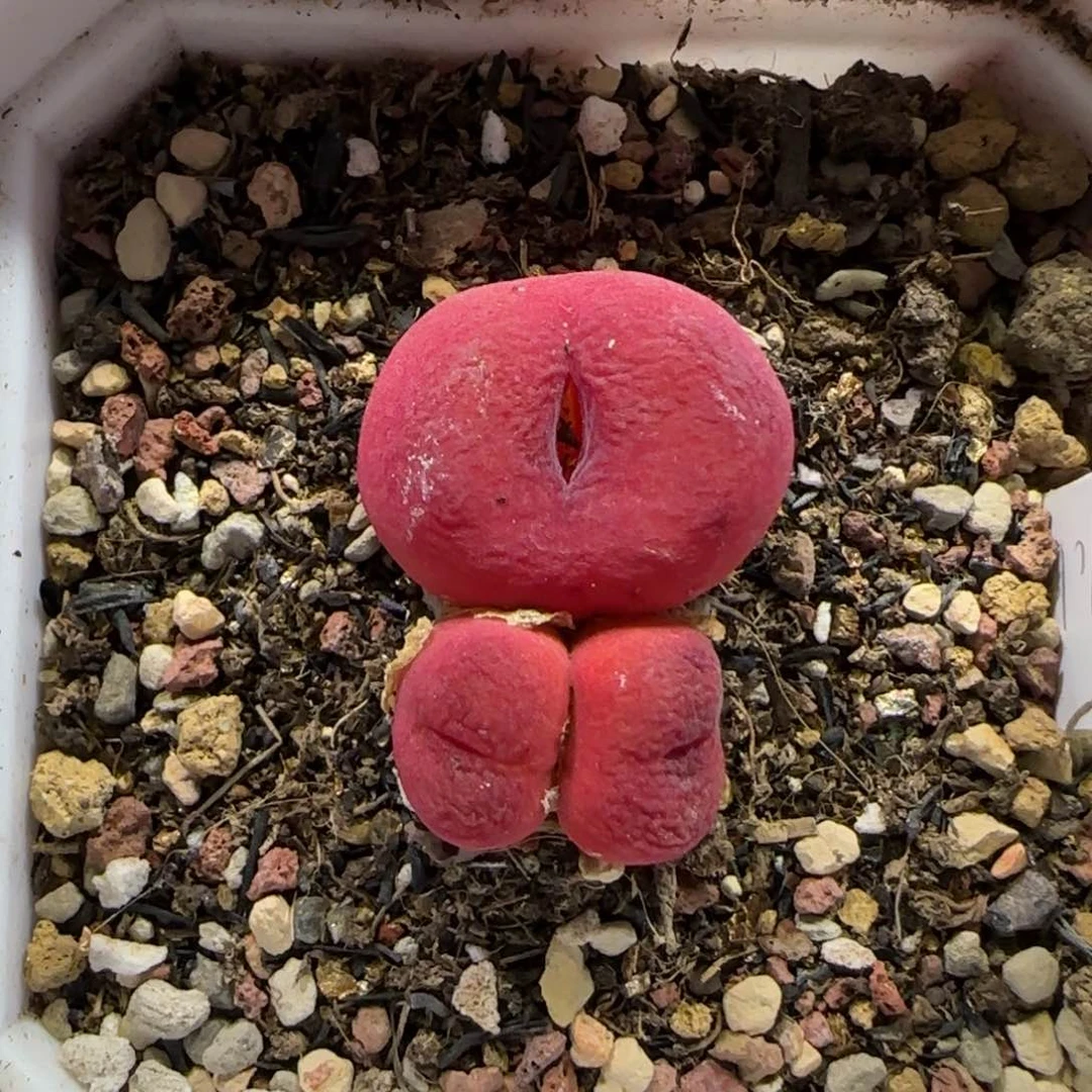 5.27。。蟠桃。。2014