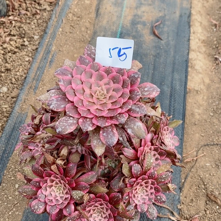 55粉铜壶多肉植物