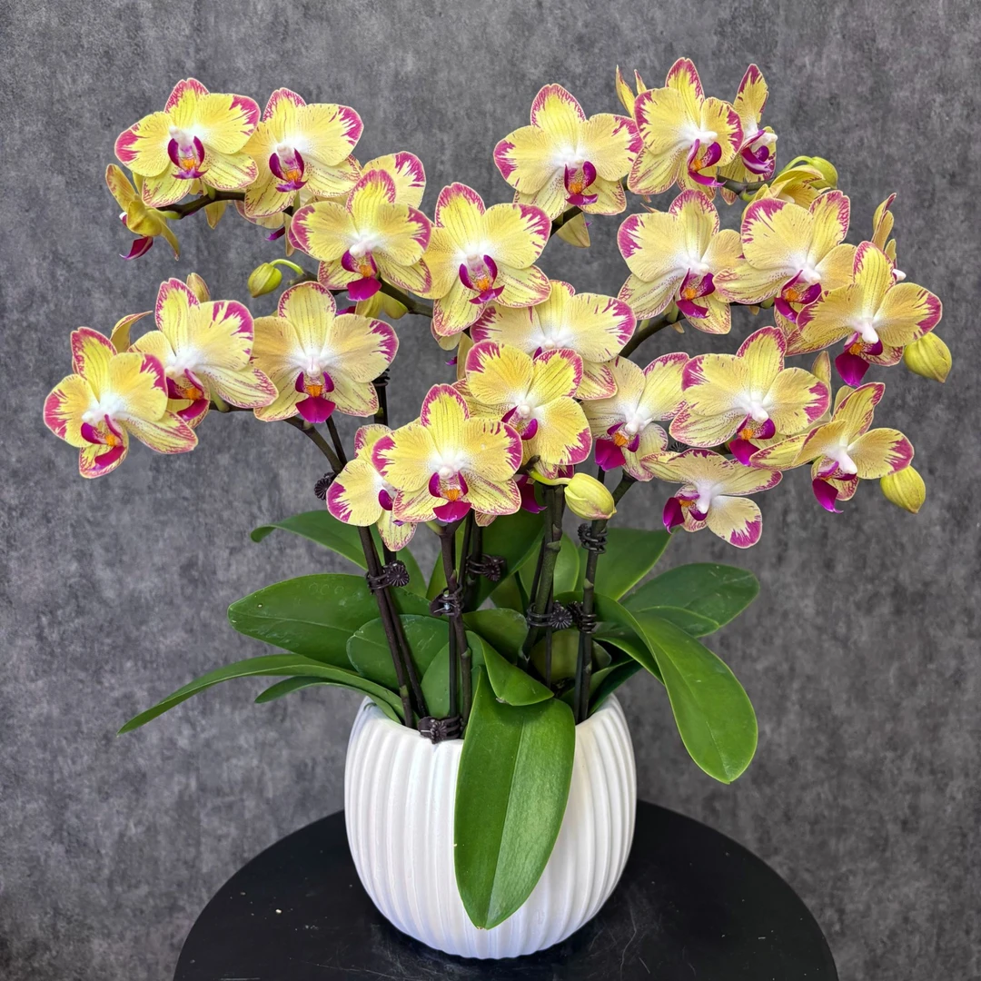 【爸爸加油-蝴蝶兰】珍贵品种 好养花期长 送礼装饰 室内观赏花