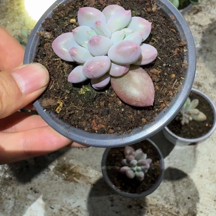 开普敦新号福利价