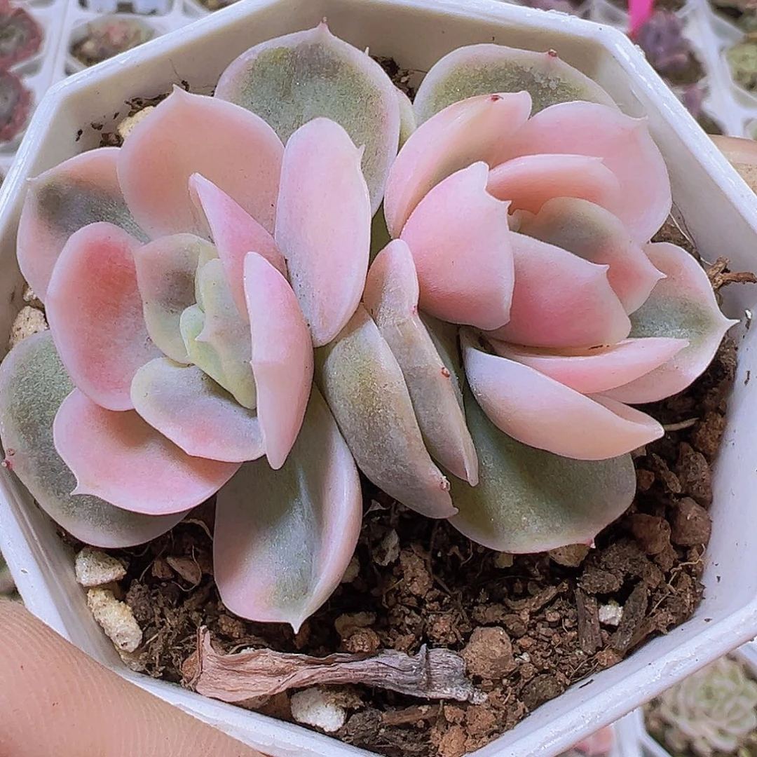 蓝色惊喜锦19包邮多肉