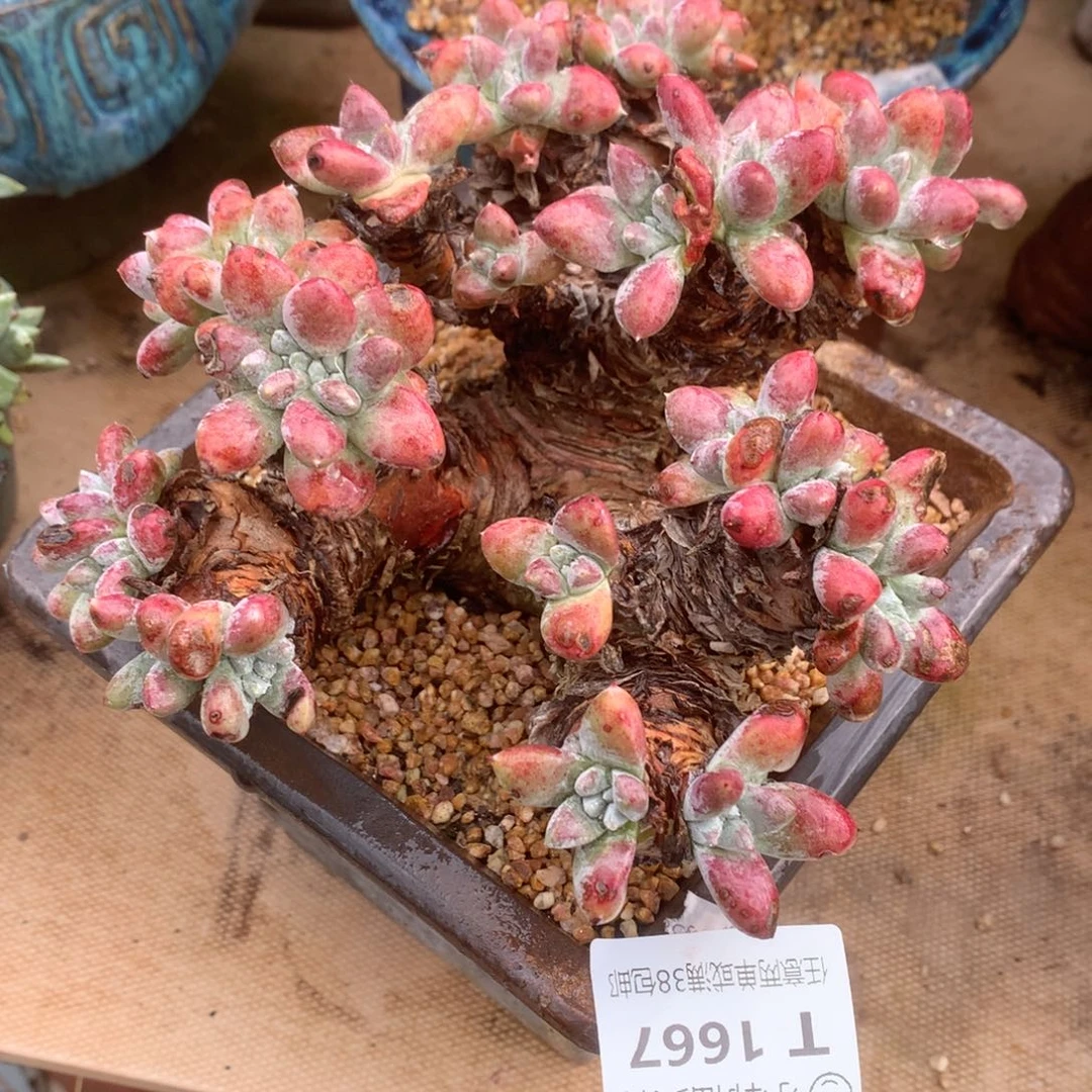 1667瑞吉娜仙女杯多肉