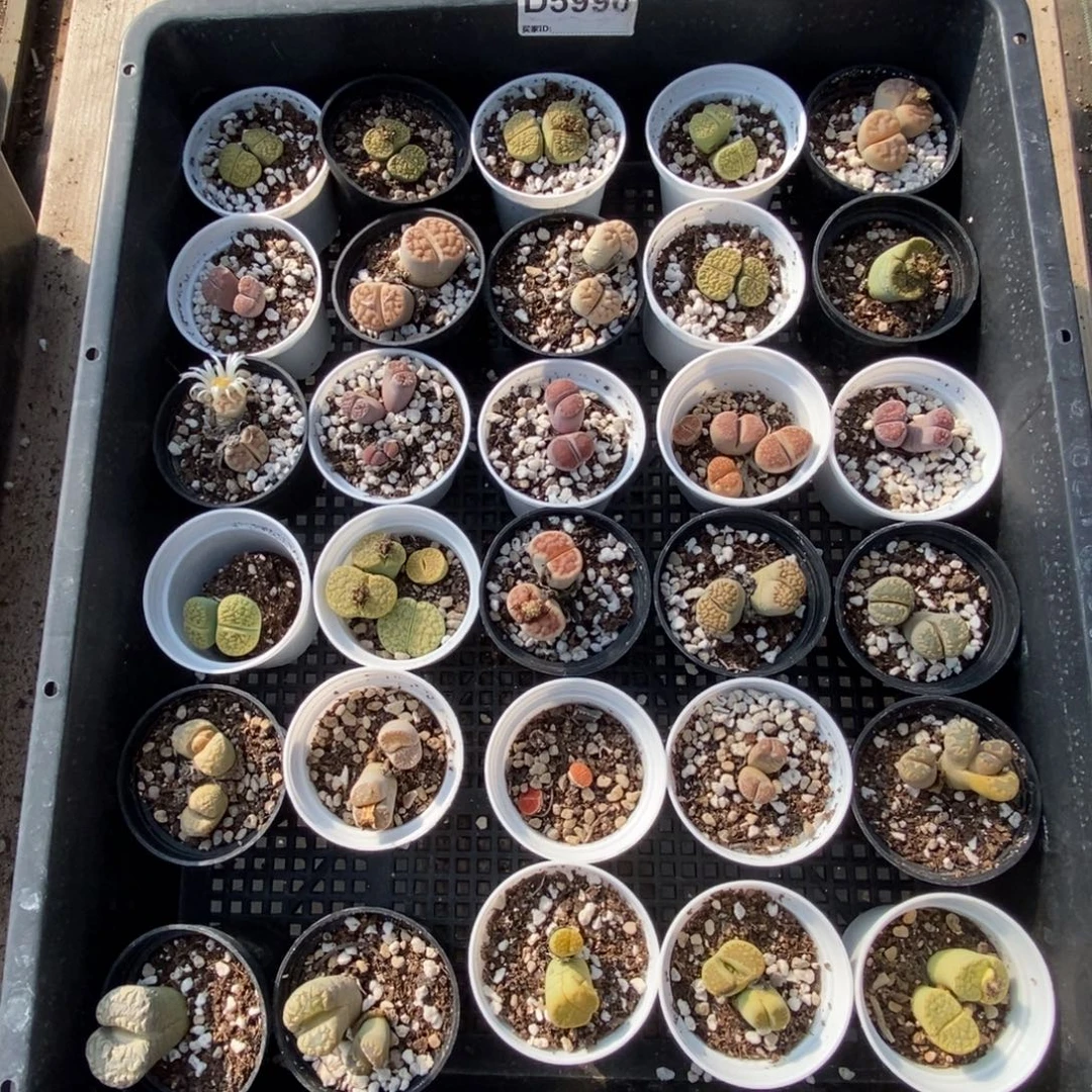 5996 生石花练手套不售后