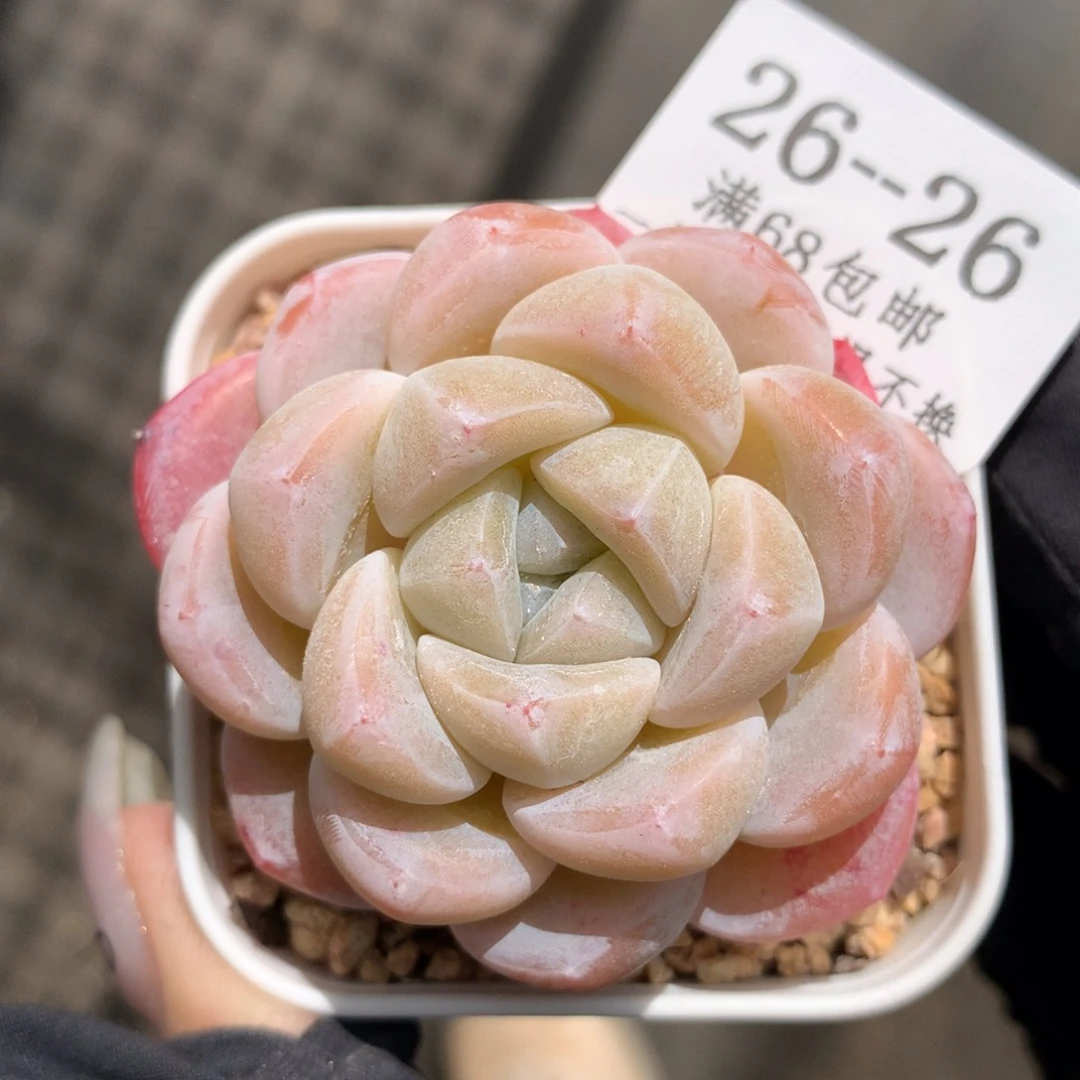 26。雪媚娘。5cm满六八包邮。