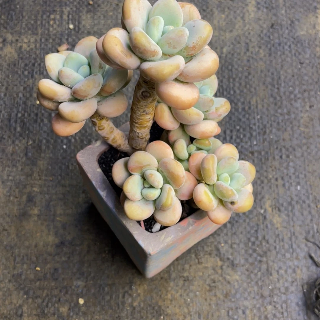快****多肉植物盆栽多肉植物