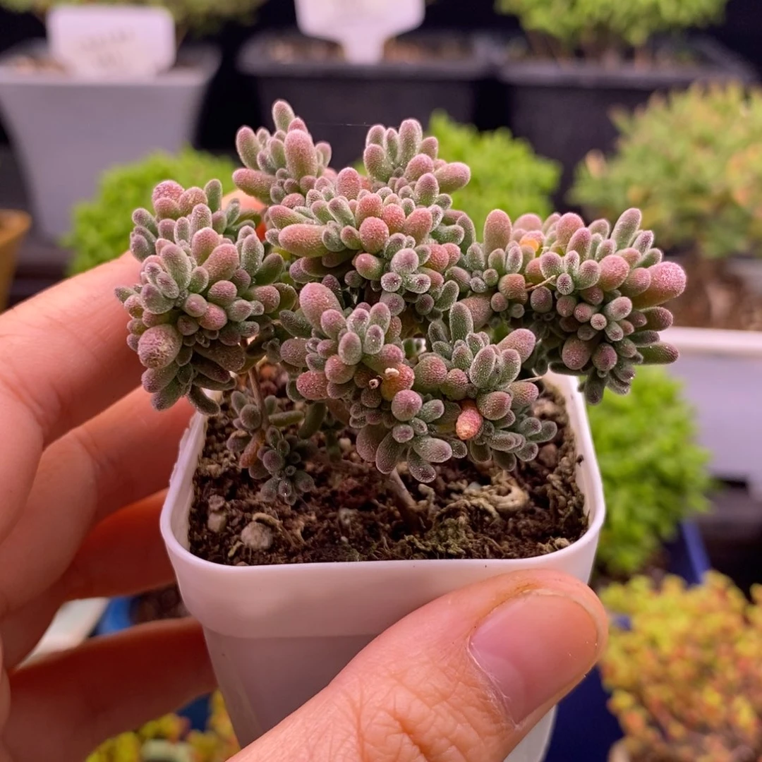 不*633五彩冰晶。