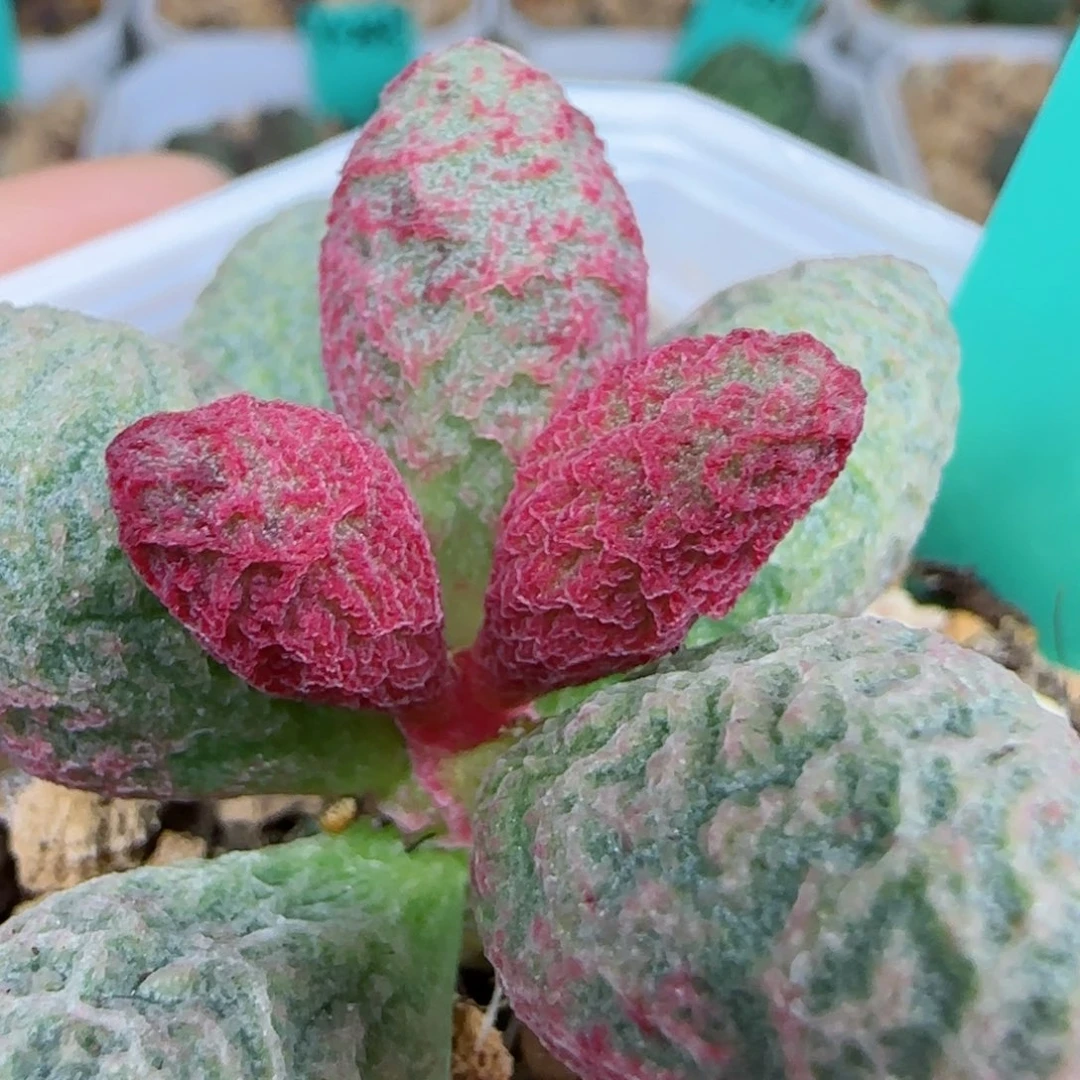 编号232大叶插一个，图为母本