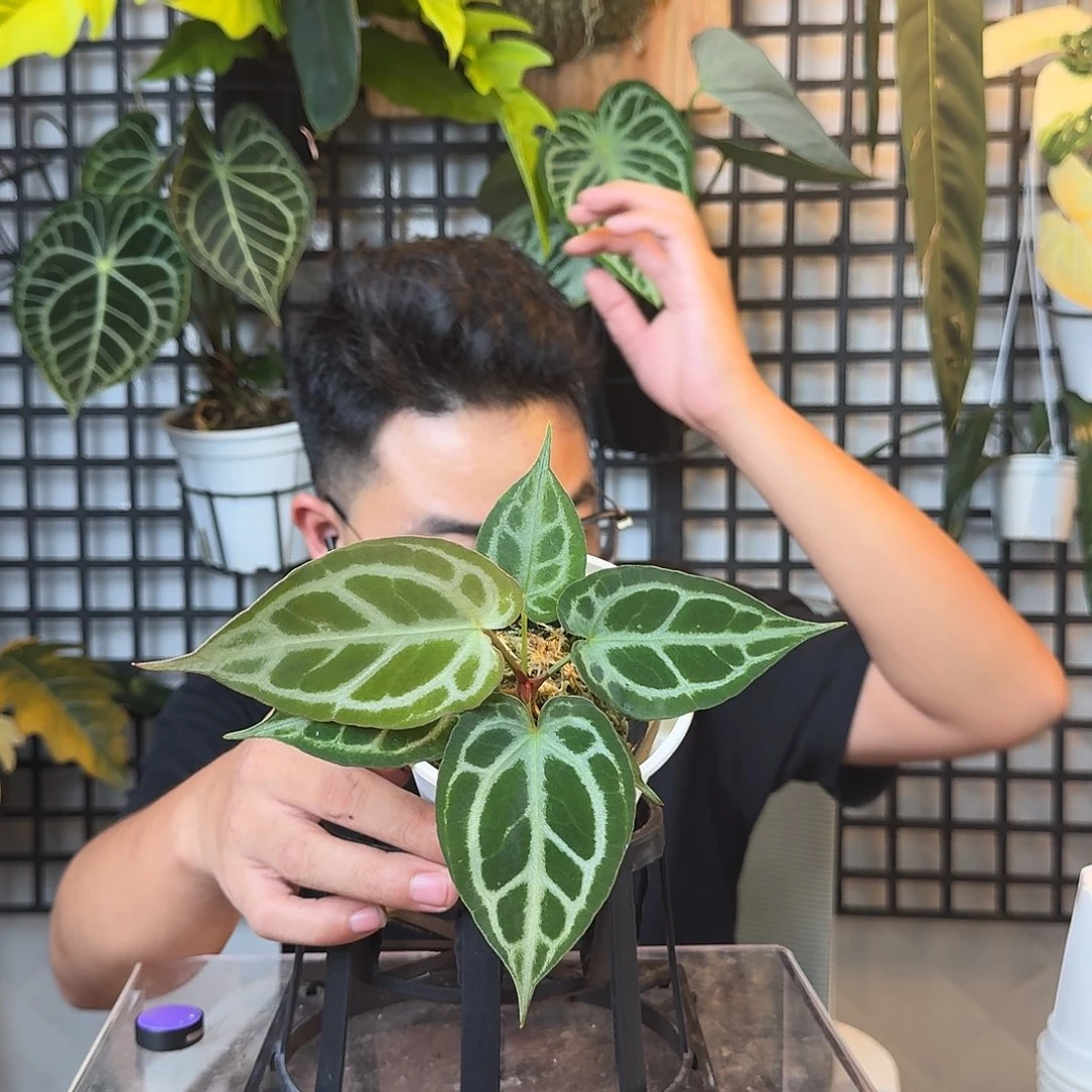 翟***翟无花朵一物一拍D10