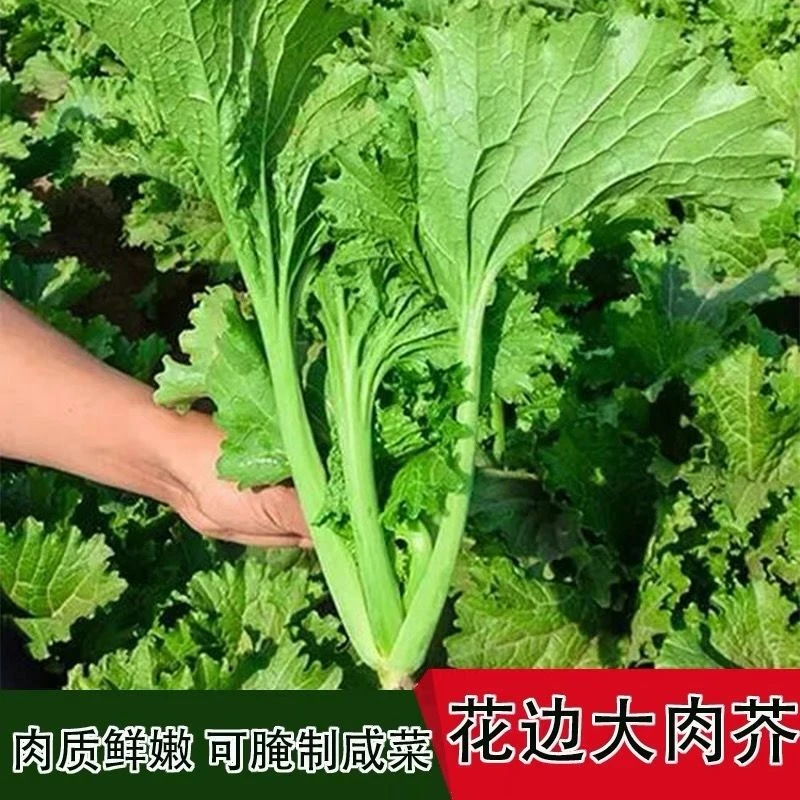 四季香芥菜种籽香叶饺子菜籽香菜小青菜春秋阳台田园蔬菜种子正宗