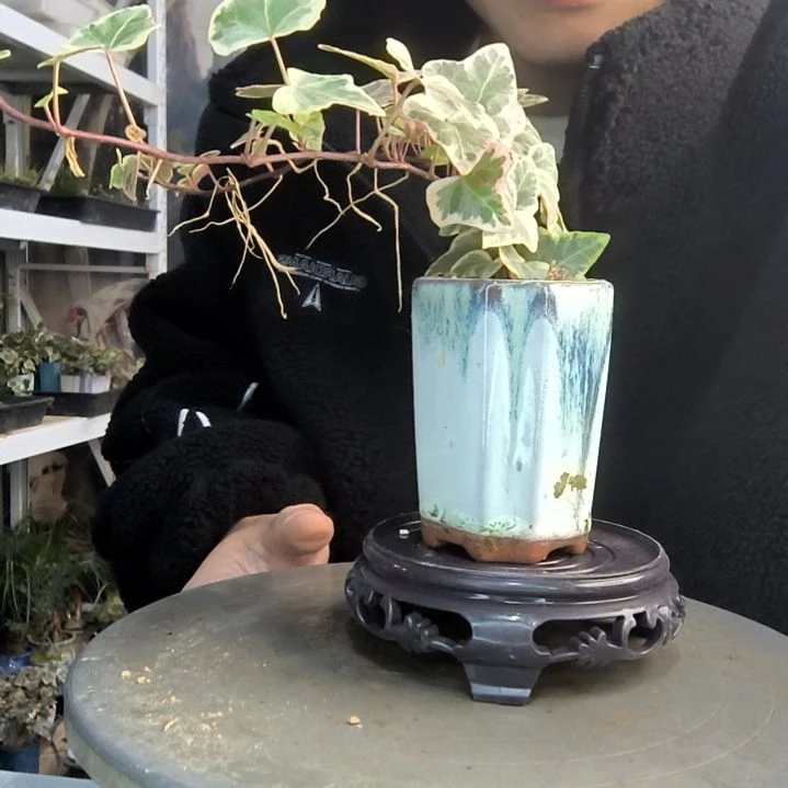 龙****学小盆景小植物一物一拍87