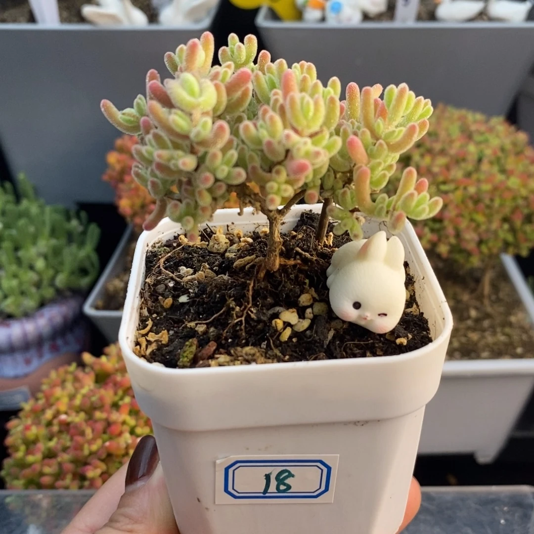 完全开放18号冰晶（6.5cm）