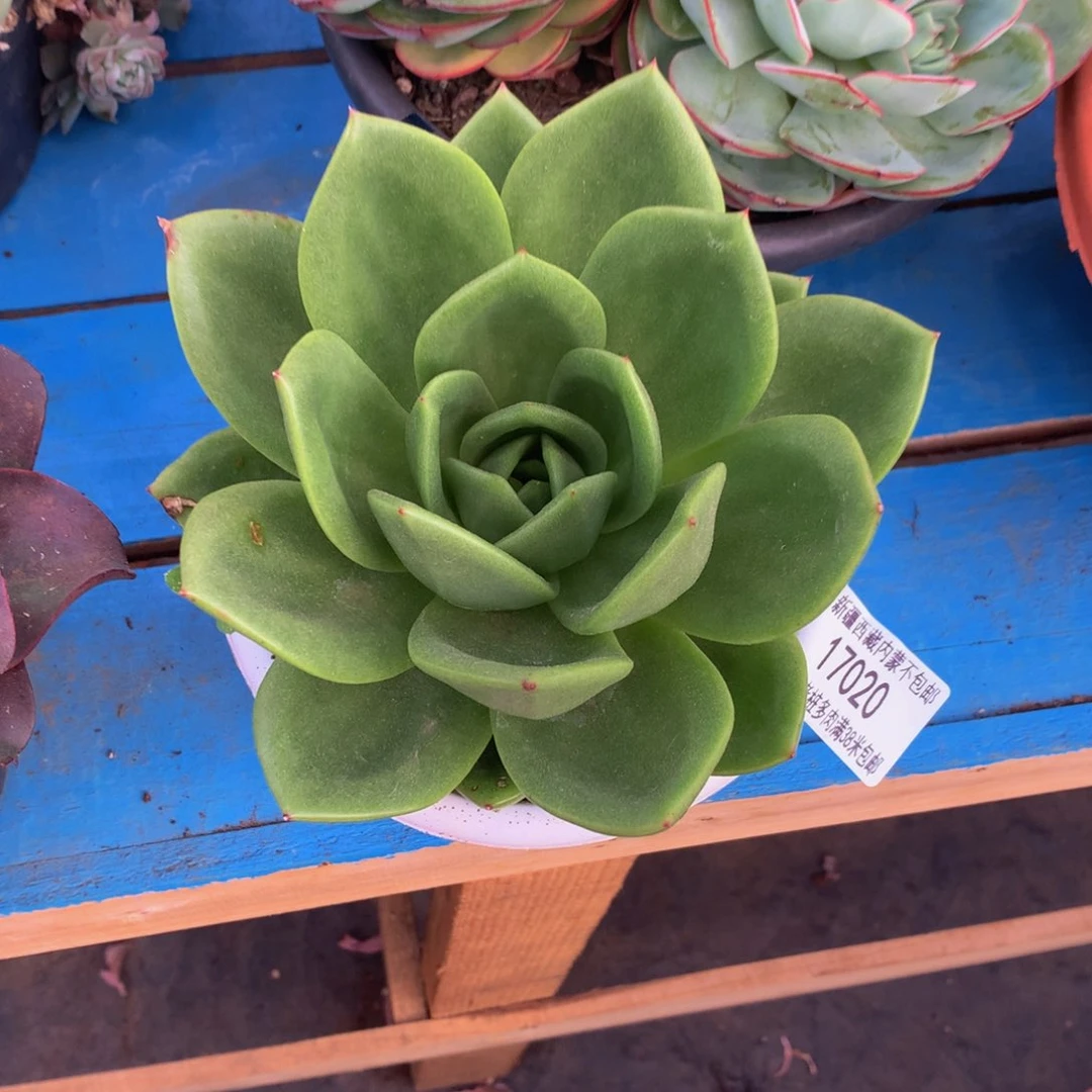 飘      翠花17020