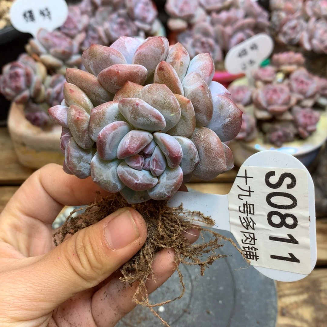 S0811 突尼斯 模特同款 福利