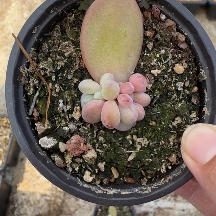 浩克 叶插 一物一拍