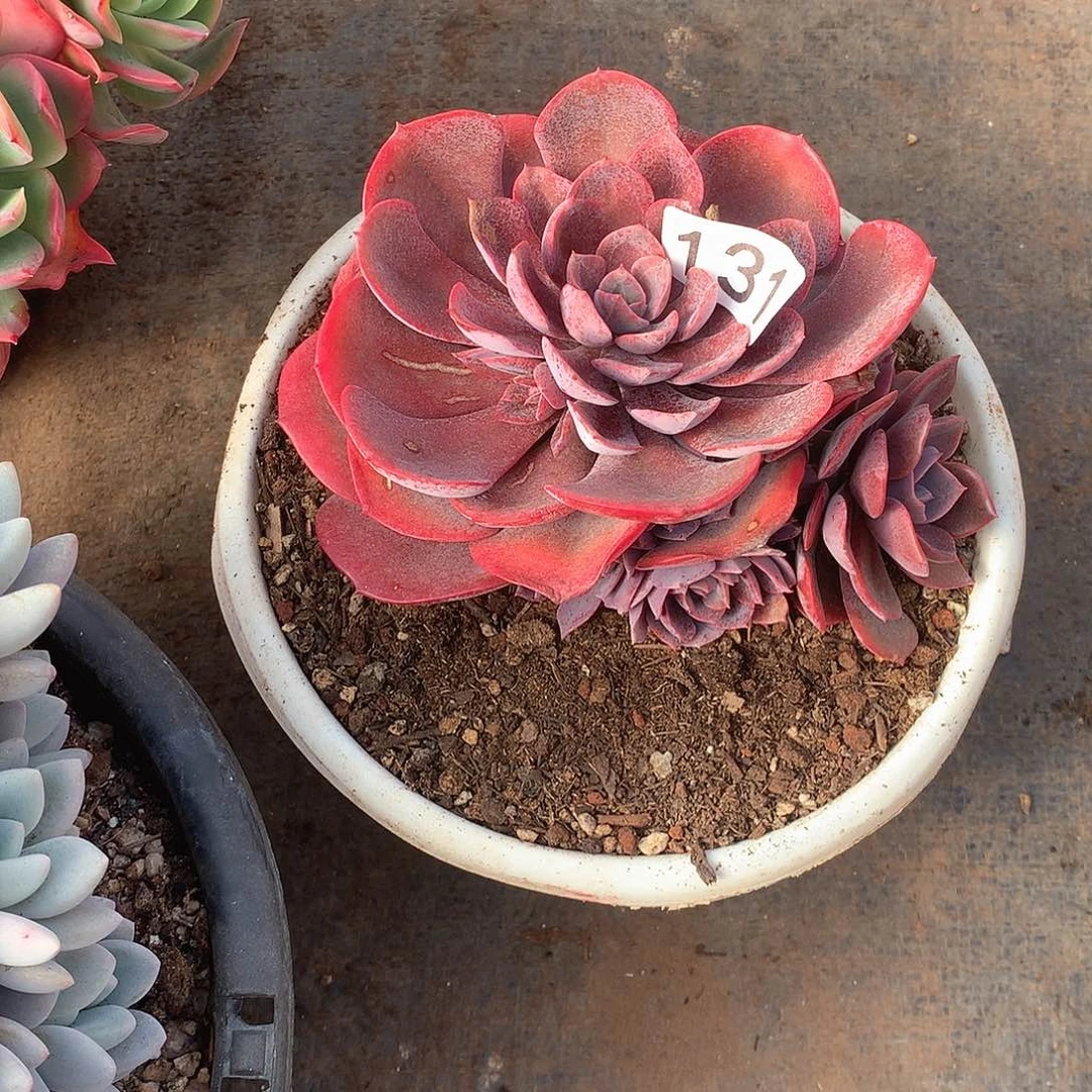 131 一物一拍多肉！