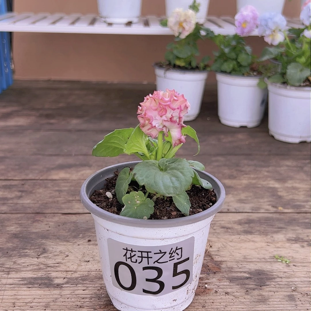 【闪购商品】完全开放035号