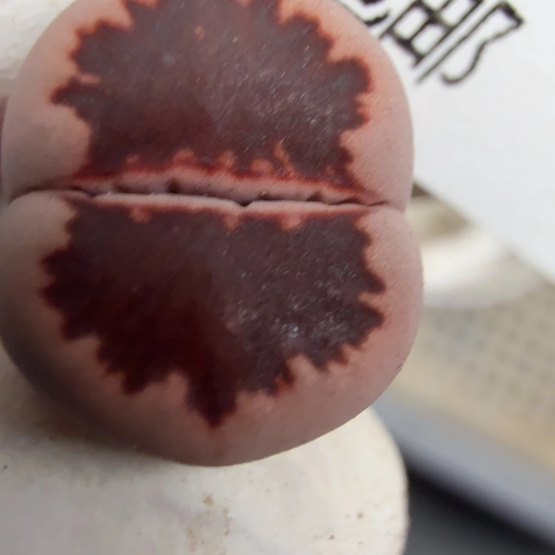 是一个不想要你了我252