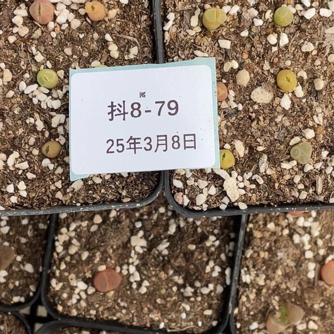 w****〆8-79肉锥多肉植物