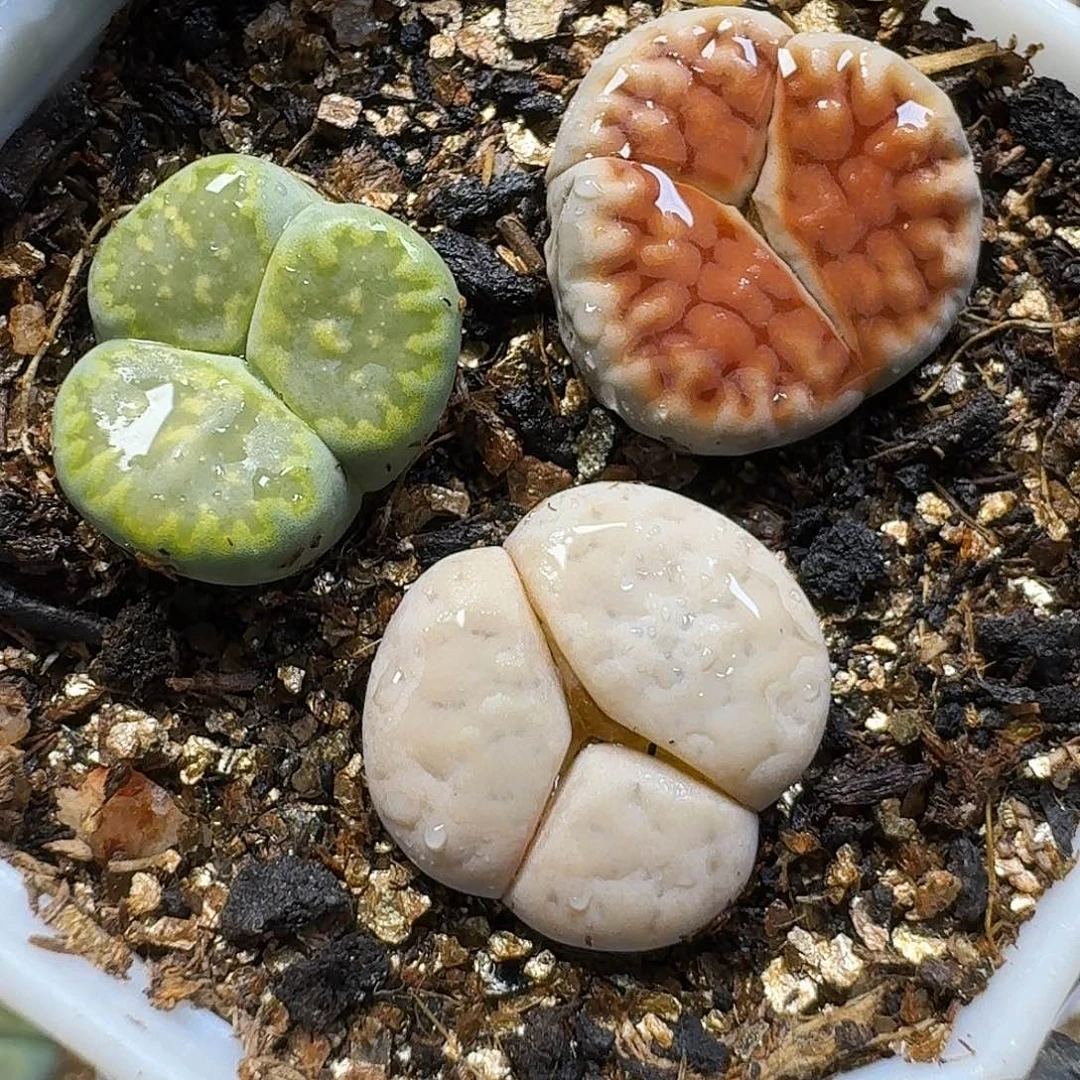生石花11111。     135
